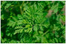 IJMS | Free Full-Text | Artemisia annua, a Traditional Plant Brought to  Light